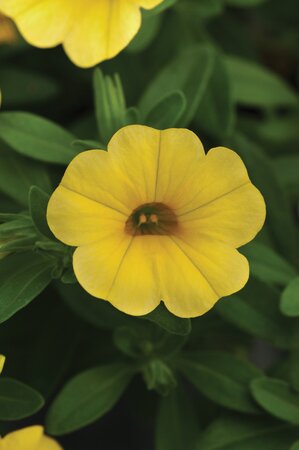 CALIBRACHOA CABARET 'PURE YELLOW' - image 1