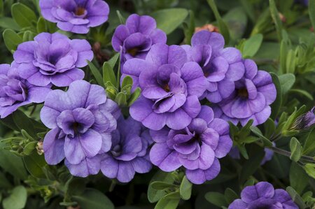 CALIBRACHOA CAN-CAN DOUBLE 'PROVENCE BLUE' - image 1