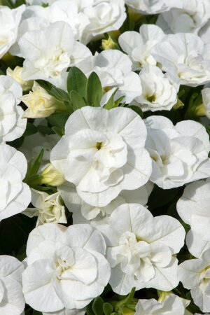 CALIBRACHOA CAN-CAN DOUBLE 'WHITE' - image 1