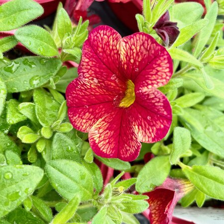 CALIBRACHOA CAN-CAN 'ORIENTAL'