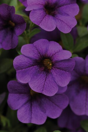 CALIBRACHOA STARLIGHT 'BLUE' - image 1