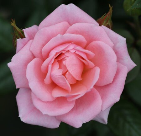 STAR PERFORMER CLIMBING ROSE