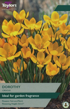 CROCUS DOROTHY