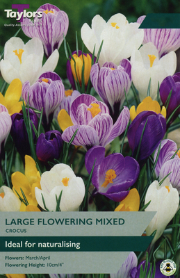 CROCUS MIXED