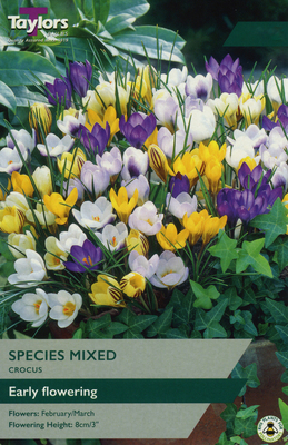 CROCUS MIXED SPECIES