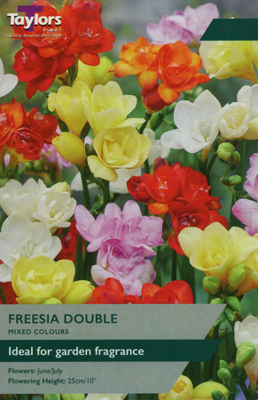 FREESIA DOUBLE
