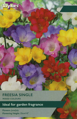 FREESIA SINGLE