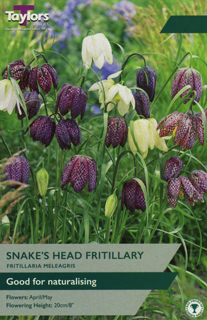FRITILLARIA MELEAGRIS MIXED