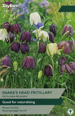FRITILLARIA MELEAGRIS MIXED