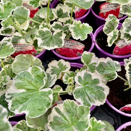 GERANIUM 'FRANK HEADLEY'