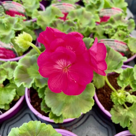 GERANIUM SMART 'CARLA HOT PINK'