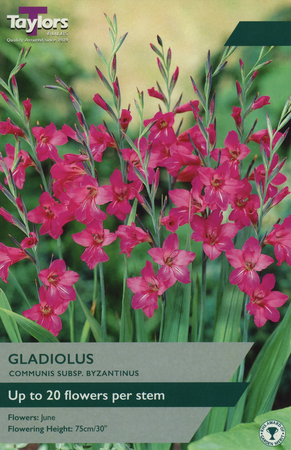 GLADIOLUS COMMUNIS SUBSP. BYZANTINUS