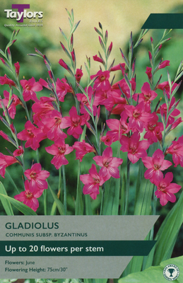 GLADIOLUS COMMUNIS SUBSP. BYZANTINUS