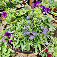 Hanging Baskets & Raised Beds
