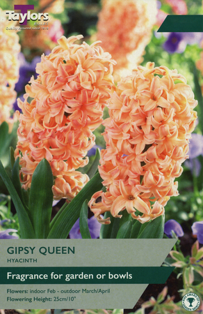 HYACINTH GIPSY QUEEN