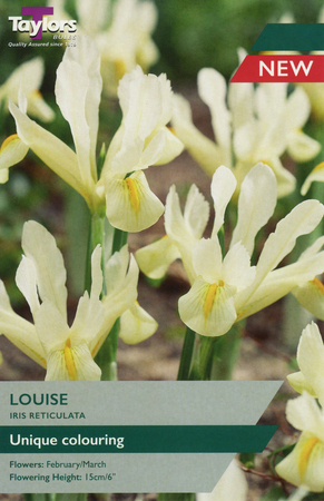 IRIS HISTROIDES LOUISE