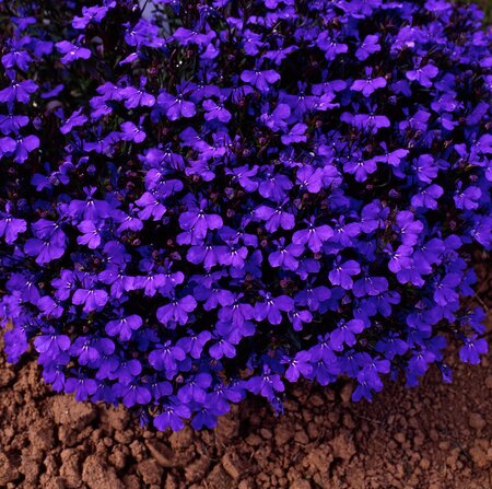 LOBELIA 'CRYSTAL PALACE' - image 1