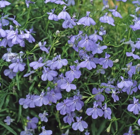 LOBELIA 'FOUNTAIN BLUE' - image 1