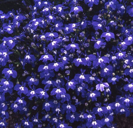 LOBELIA 'SAPPHIRE' - image 1