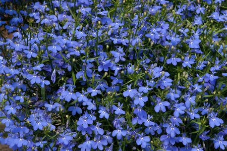 LOBELIA WATERFALL' BLUE' - image 1