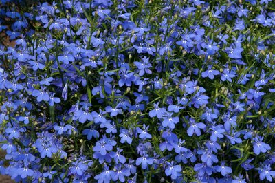 LOBELIA WATERFALL' BLUE' - image 1