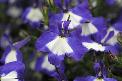 LOBELIA WATERFALL 'BLUE ICE' - image 1