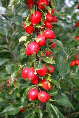 MALUS 'JOHN DOWNIE'