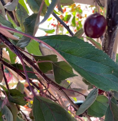 MALUS 'ROYAL BEAUTY'