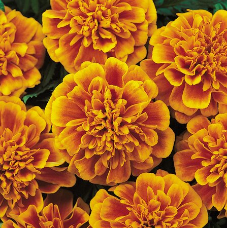 MARIGOLD 'BONANZA FLAME' - image 1