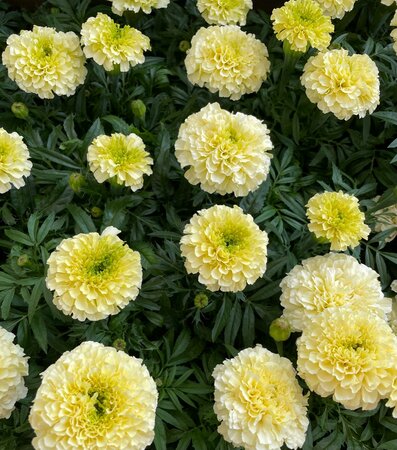 MARIGOLD 'VANILLA' - image 1