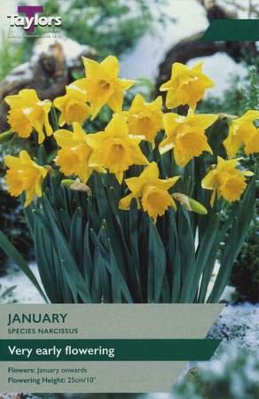 NARCISSI JANUARY