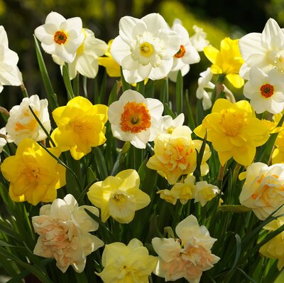 NARCISSI MIXED FOR NATURALISING