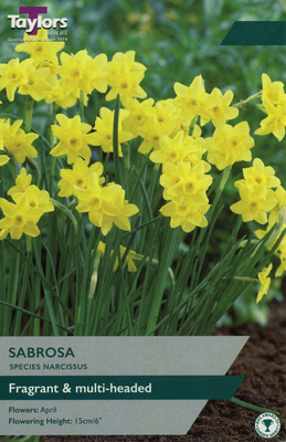 NARCISSI SABROSA