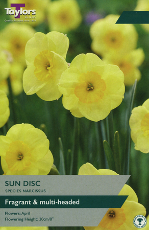 NARCISSI SUN DISC