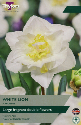 NARCISSI WHITE LION