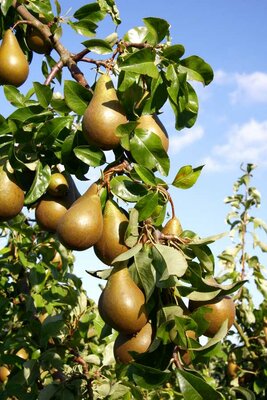 PEAR (PYRUS) 'CONFERENCE'