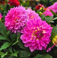 Perennials