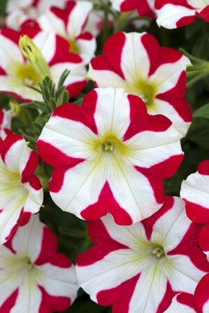 PETUNIA AMORE 'KING OF HEARTS' - image 1