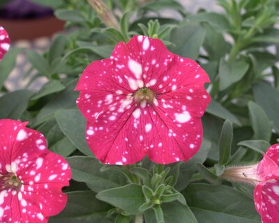 PETUNIA 'CHERRY SKY' - image 1