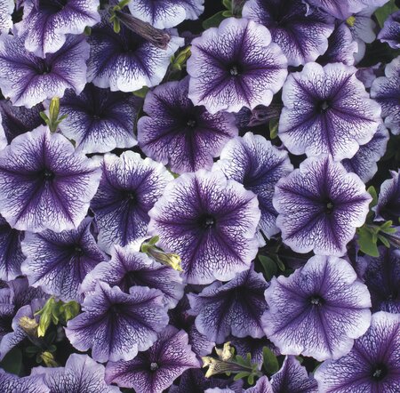 PETUNIA 'FRENZY BLUE VEIN' - image 1