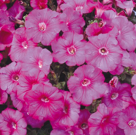 PETUNIA 'FRENZY PINK' - image 1