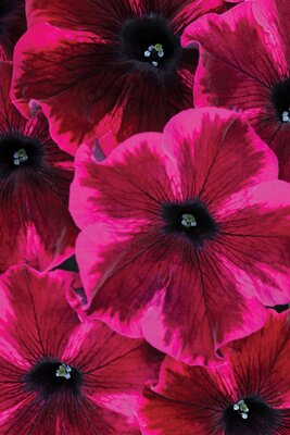 PETUNIA GOTUNIA 'COSMIC PURPLE'