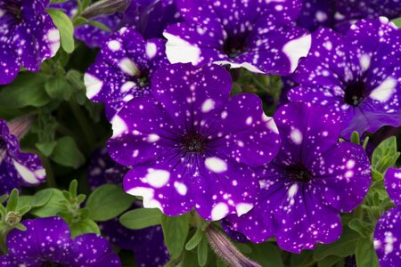 PETUNIA 'NIGHT SKY' - image 1