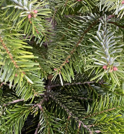 POT GROWN NORDMAN FIR 100-125CM - image 1