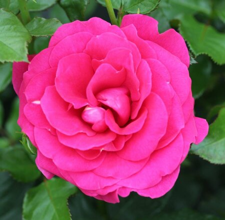 BUSH ROSE TRULY LOVED
