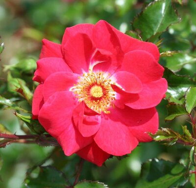 OLYMPIC FLAME CLIMBING ROSE