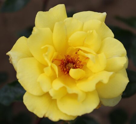 GOLDEN SHOWERS CLIMBING ROSE