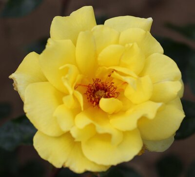 GOLDEN SHOWERS CLIMBING ROSE