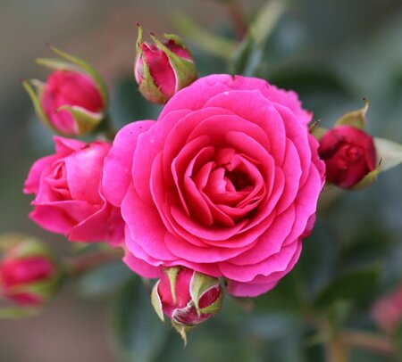 STARLIGHT EXPRESS CLIMBING ROSE