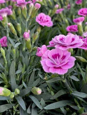 10.5CM DIANTHUS PINK KISSES